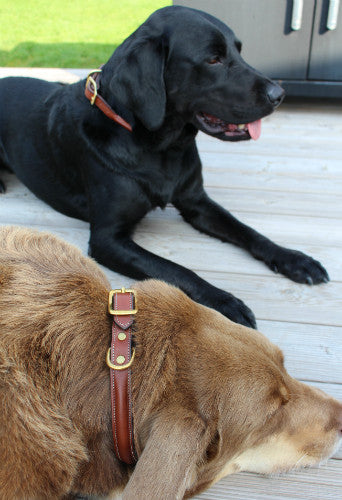 Dog Collar with space for a name plate Oakbark