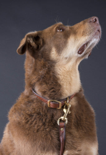 Rolled Dog Collar Black