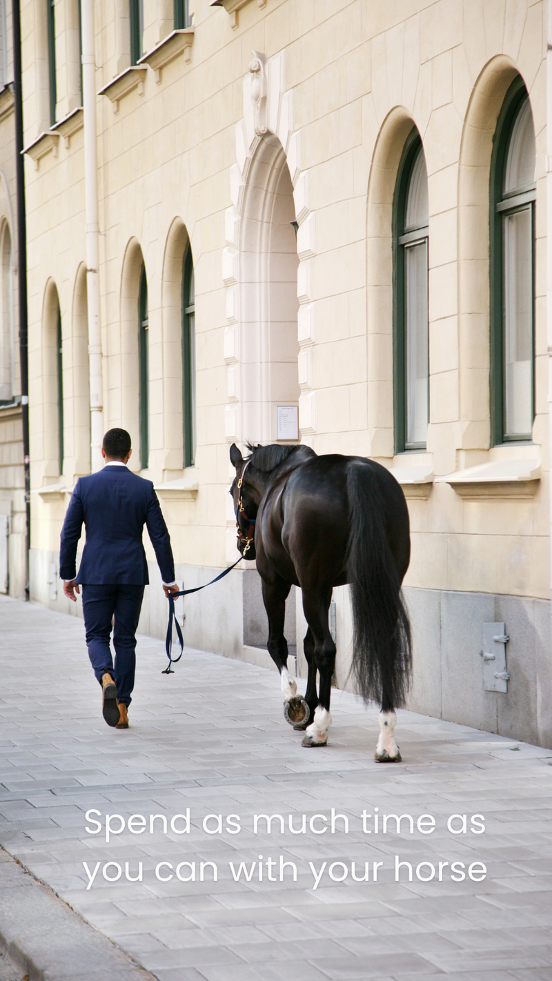 Spend as much time as you can with your horse