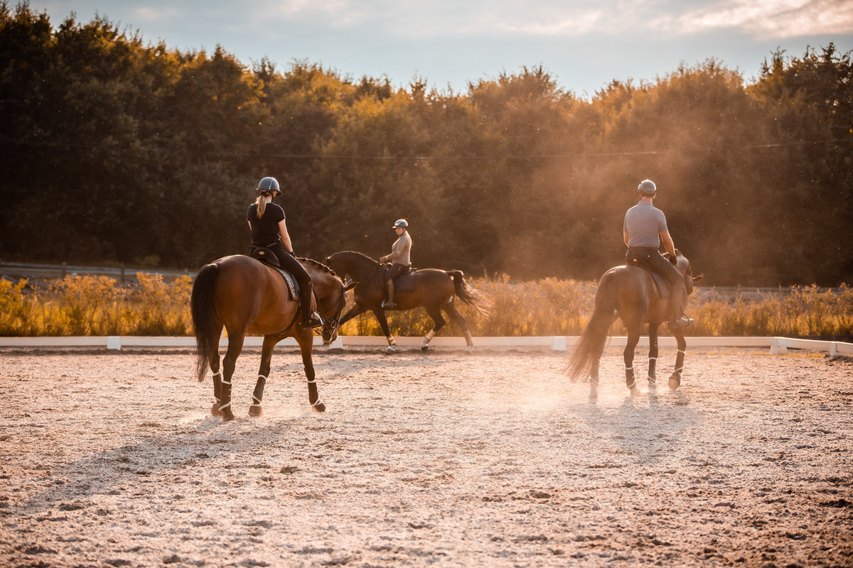 50 tips to become a better horse rider!