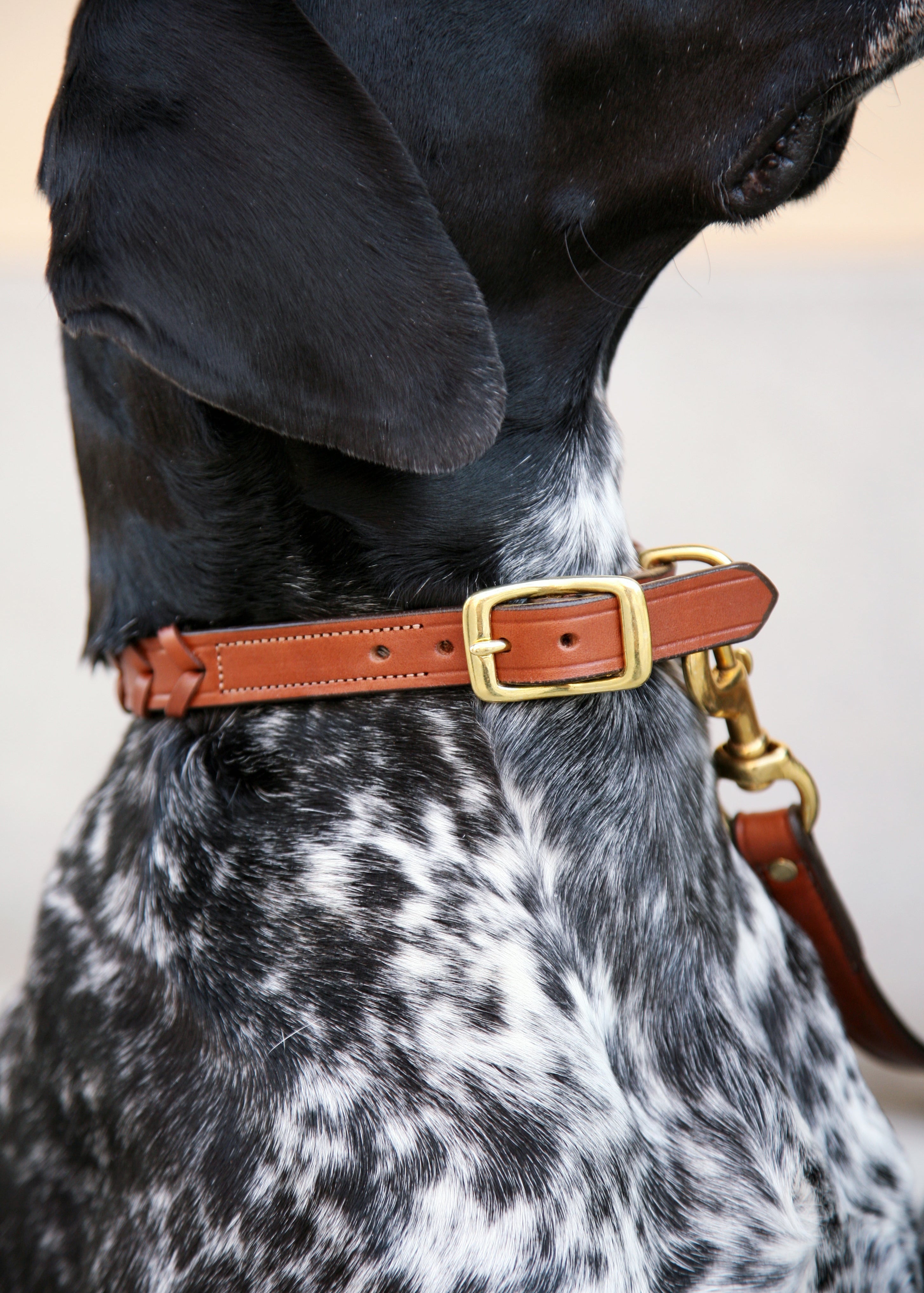 Laced Dog Collar | Oakbark