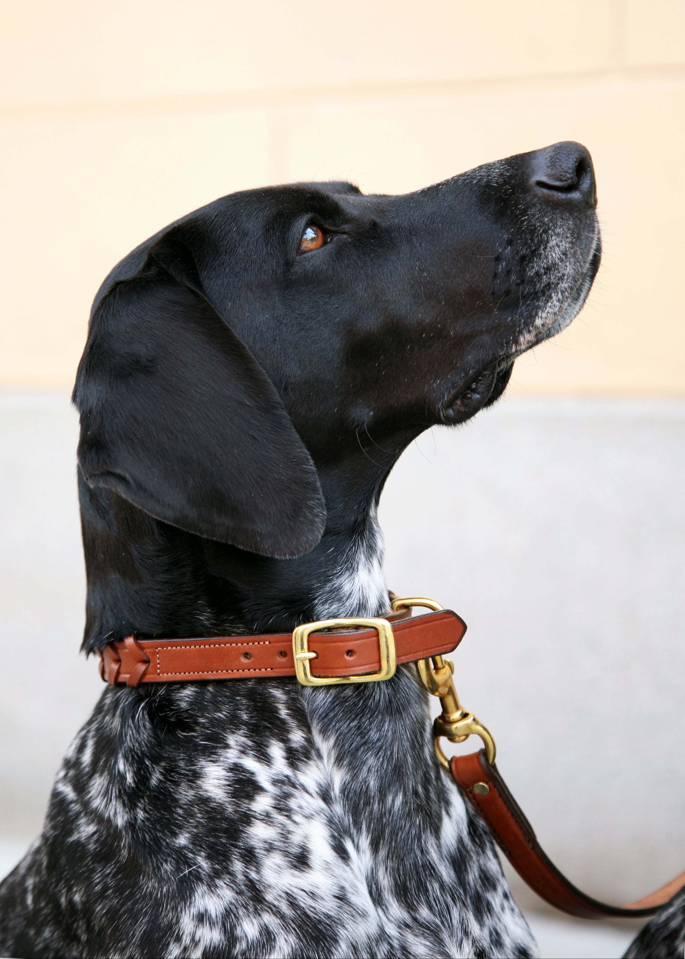 Laced Dog Collar | Oakbark