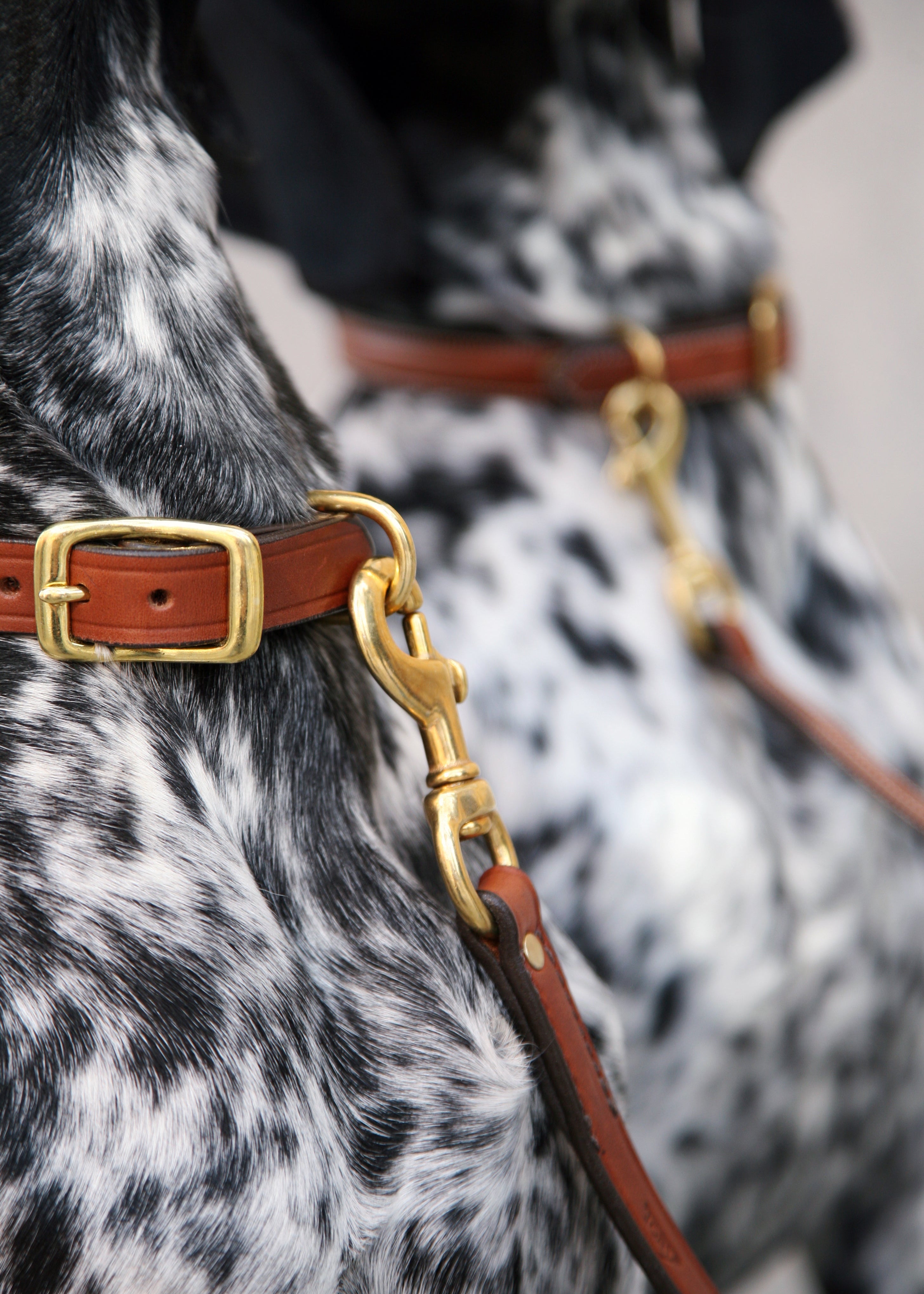 Laced Dog Collar | Oakbark