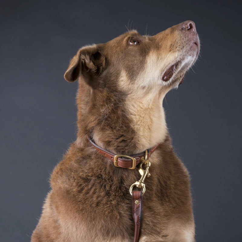 Rolled Leather Dog Leash in Oakbark