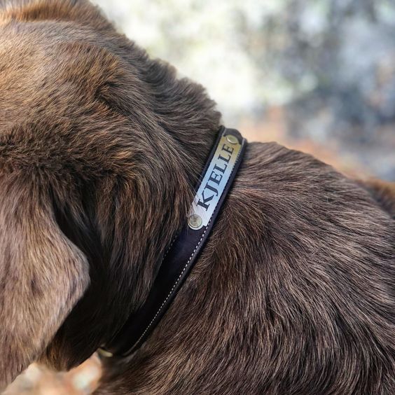 Beställning hundhalsband m namnskylt KIT