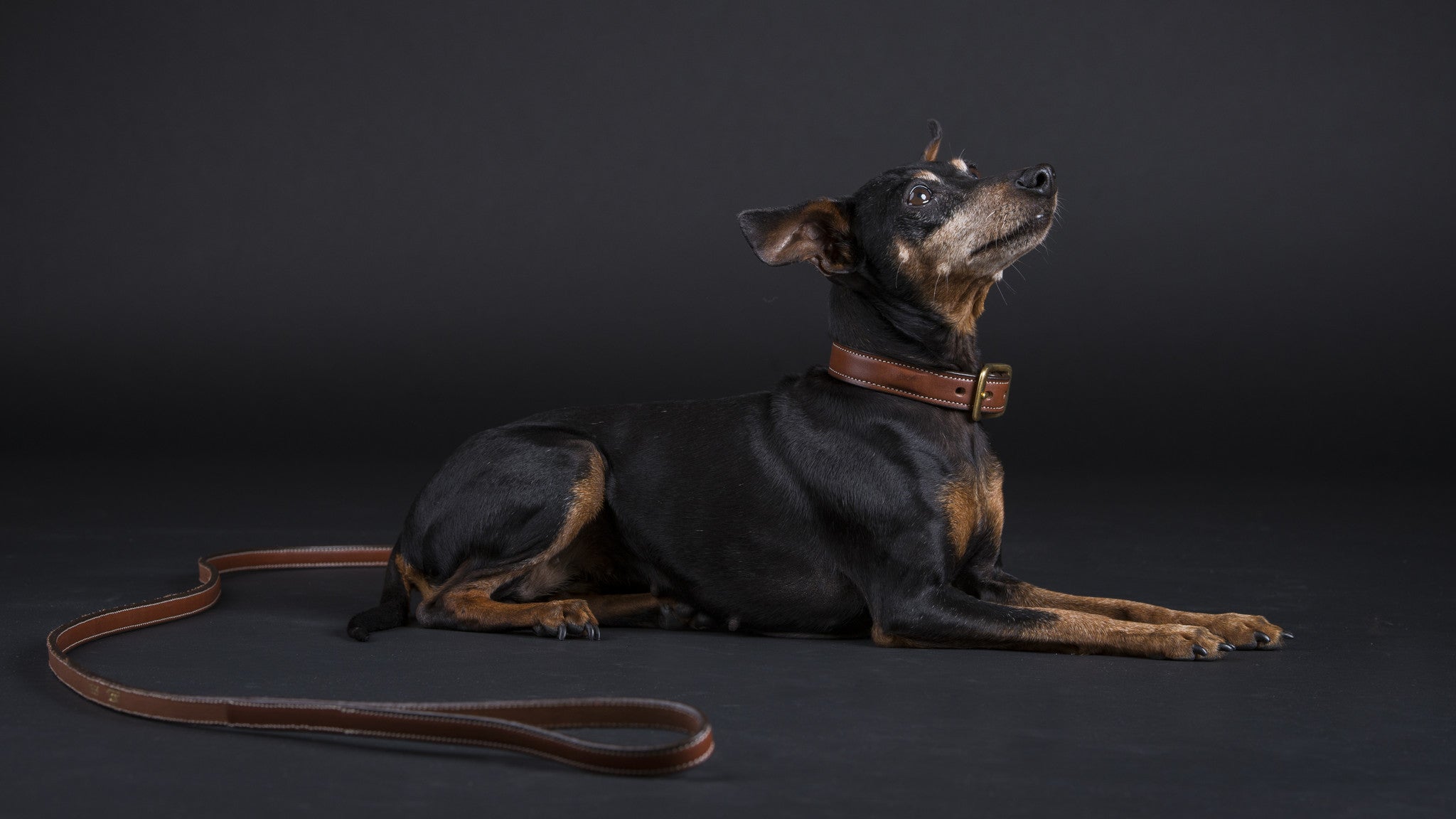 Dog Collar with space for a name plate Oakbark